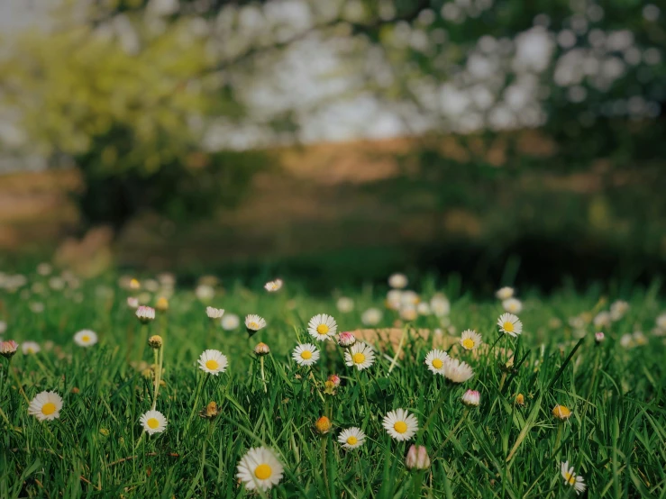 flowers on grass looking towards the ground