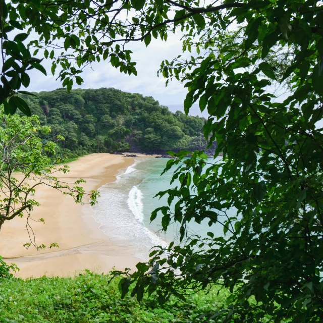 a beautiful beach nestled near trees and water