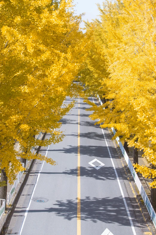 yellow trees line a roadway near a park