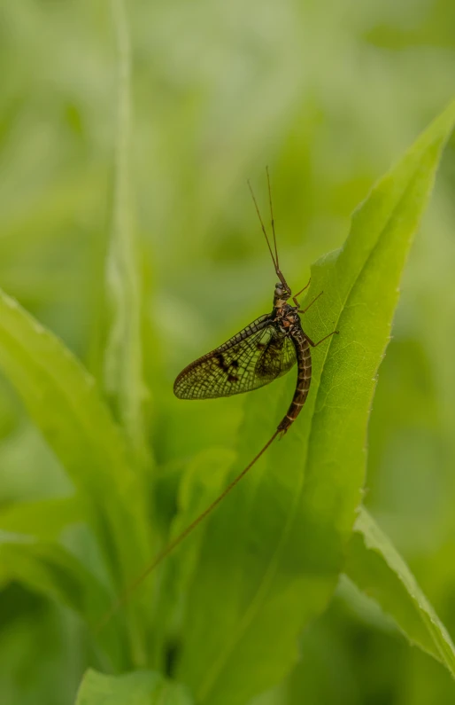 a bug on a leaf in a lush green area