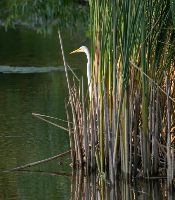 a white bird is perched on a swampy bank