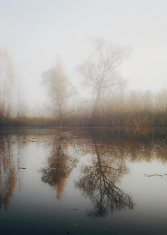 a pond with trees in the background on a foggy day