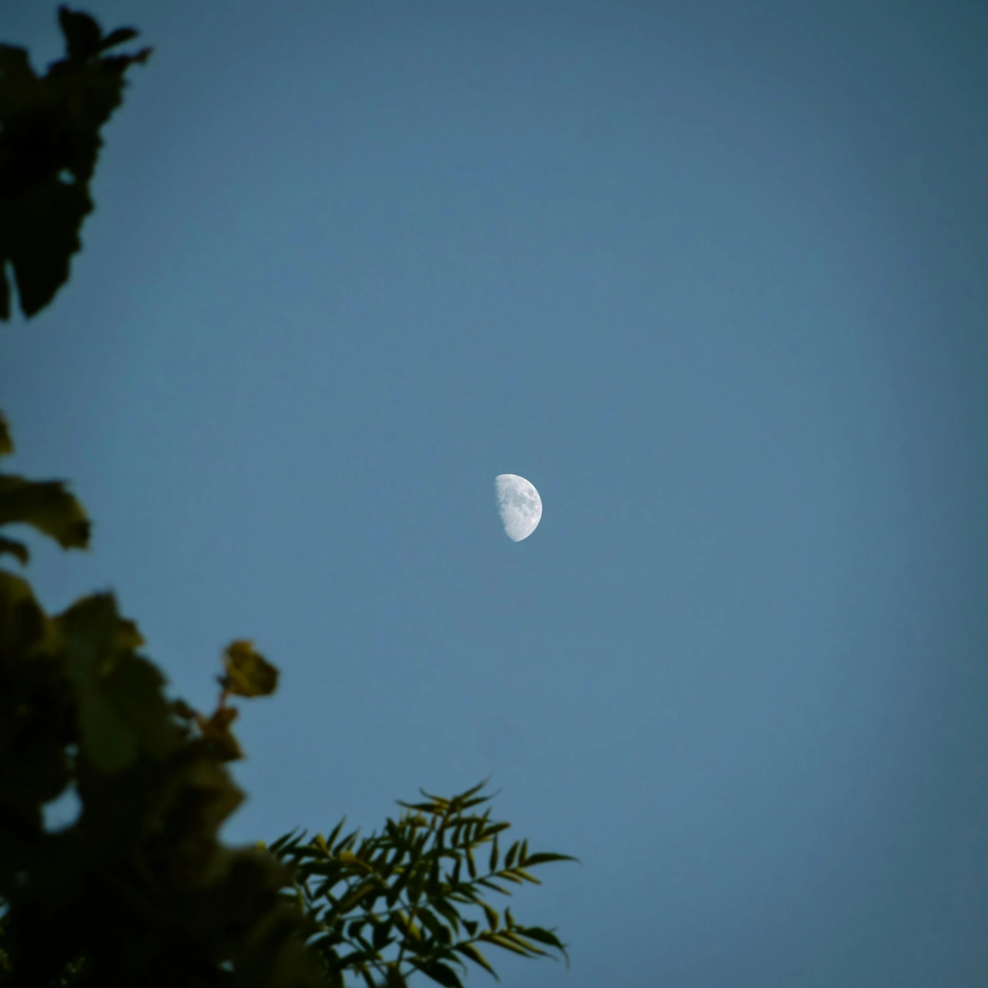 a half moon seen through the leaves of a tree