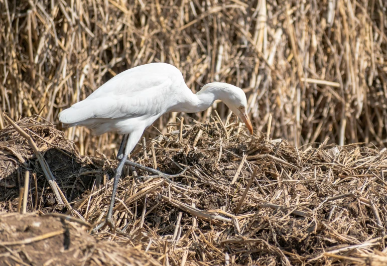 a white bird with a long beak stands on a patch of straw