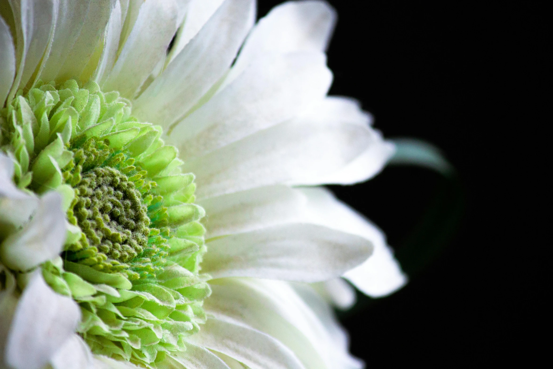 a close up po of a white flower with green center