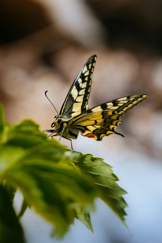 a small yellow and black erfly is sitting on some green leaves