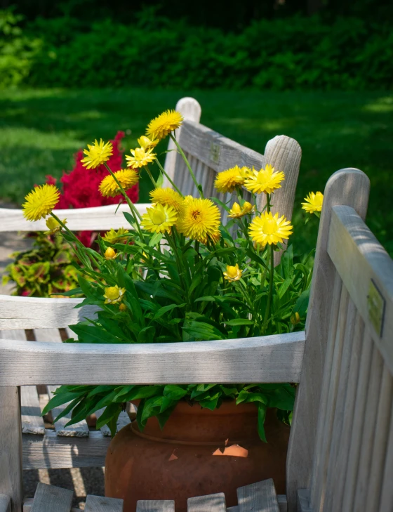 some yellow and red flowers in a pot