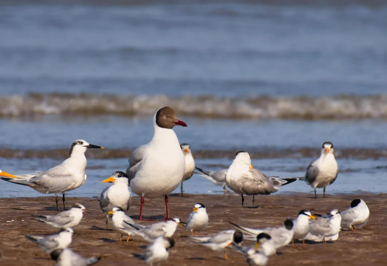 a group of seagulls walking on the sand with the ocean in the background