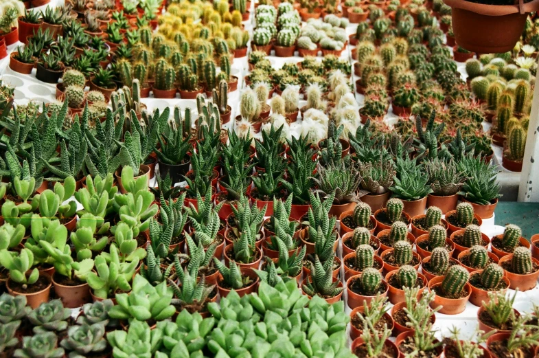 an array of green, white and red cactus in pots