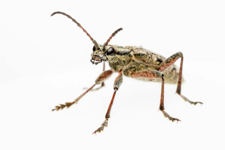 a large insect with long legs on a white background