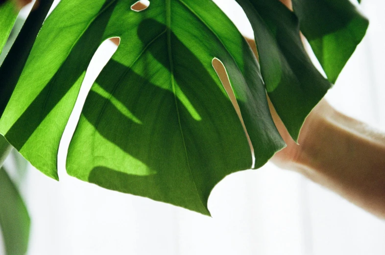 a person is holding the plant up to their head