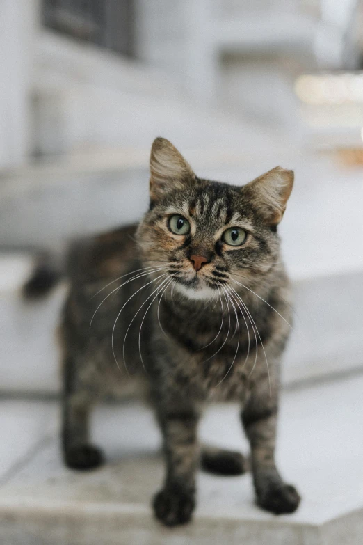 the gray cat is standing on the ledge