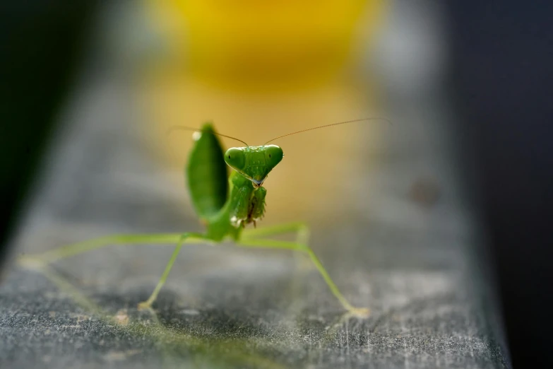 a green mantisse sitting on top of a metal surface