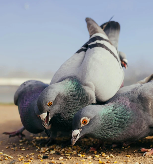 birds eating on the ground together by itself