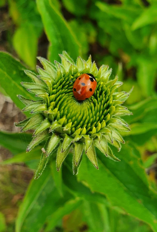 a ladybug is seen sitting on a flower head