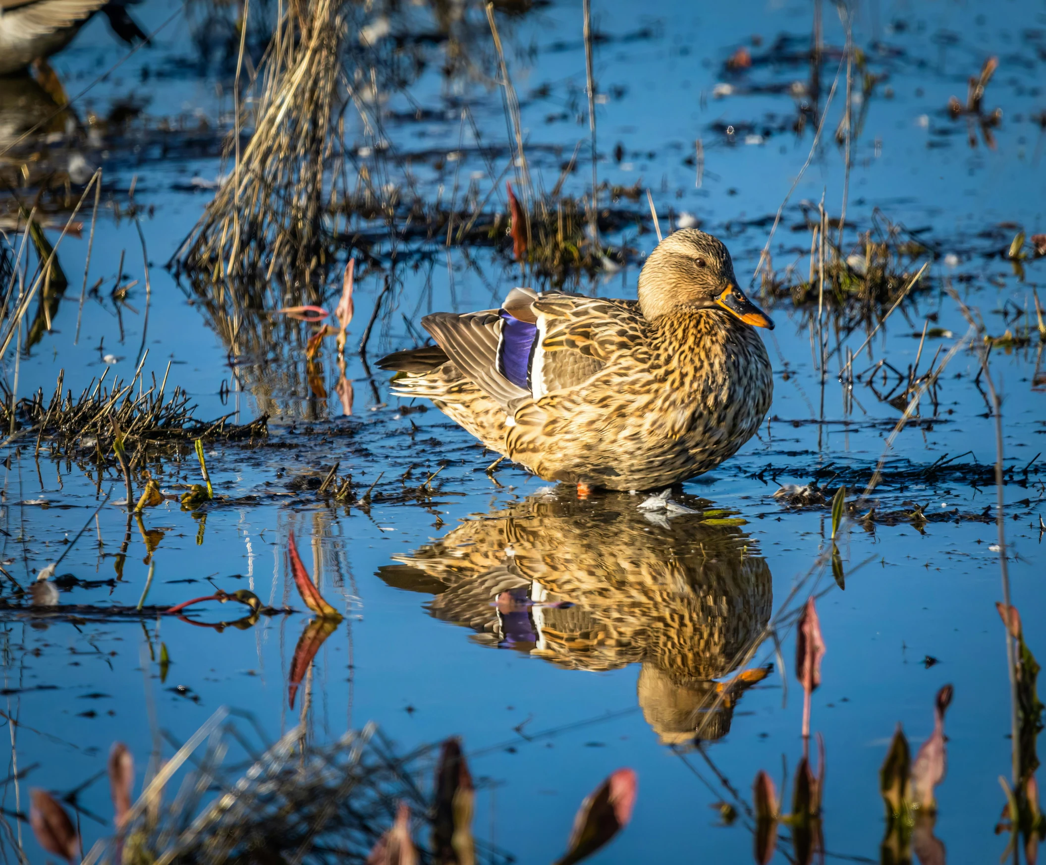 two ducks are sitting in water and one is standing and facing off in the distance