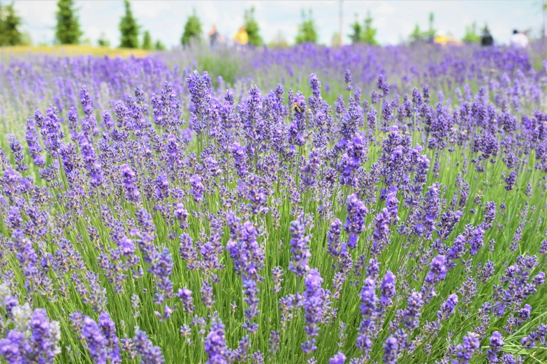 a field of tall purple lavender flowers in full bloom