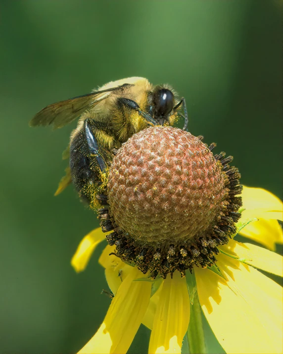 a bum foraging on some yellow flower petals