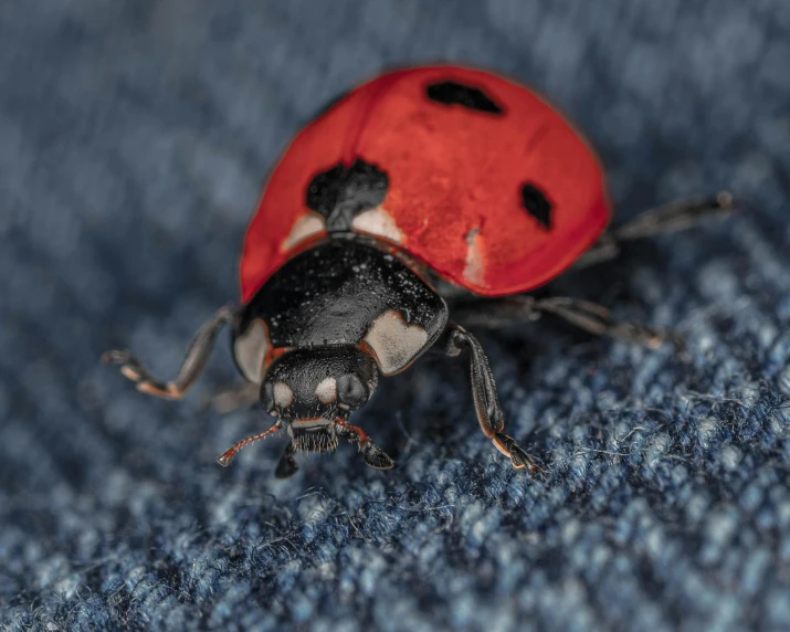 a red and black bug sitting on the ground