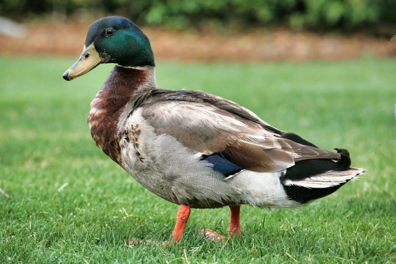 a mallard standing in a grassy field in the sunlight