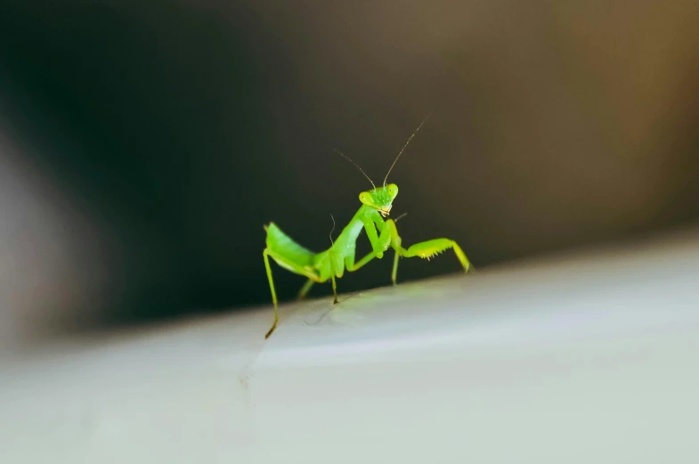 a green insect is walking on the surface