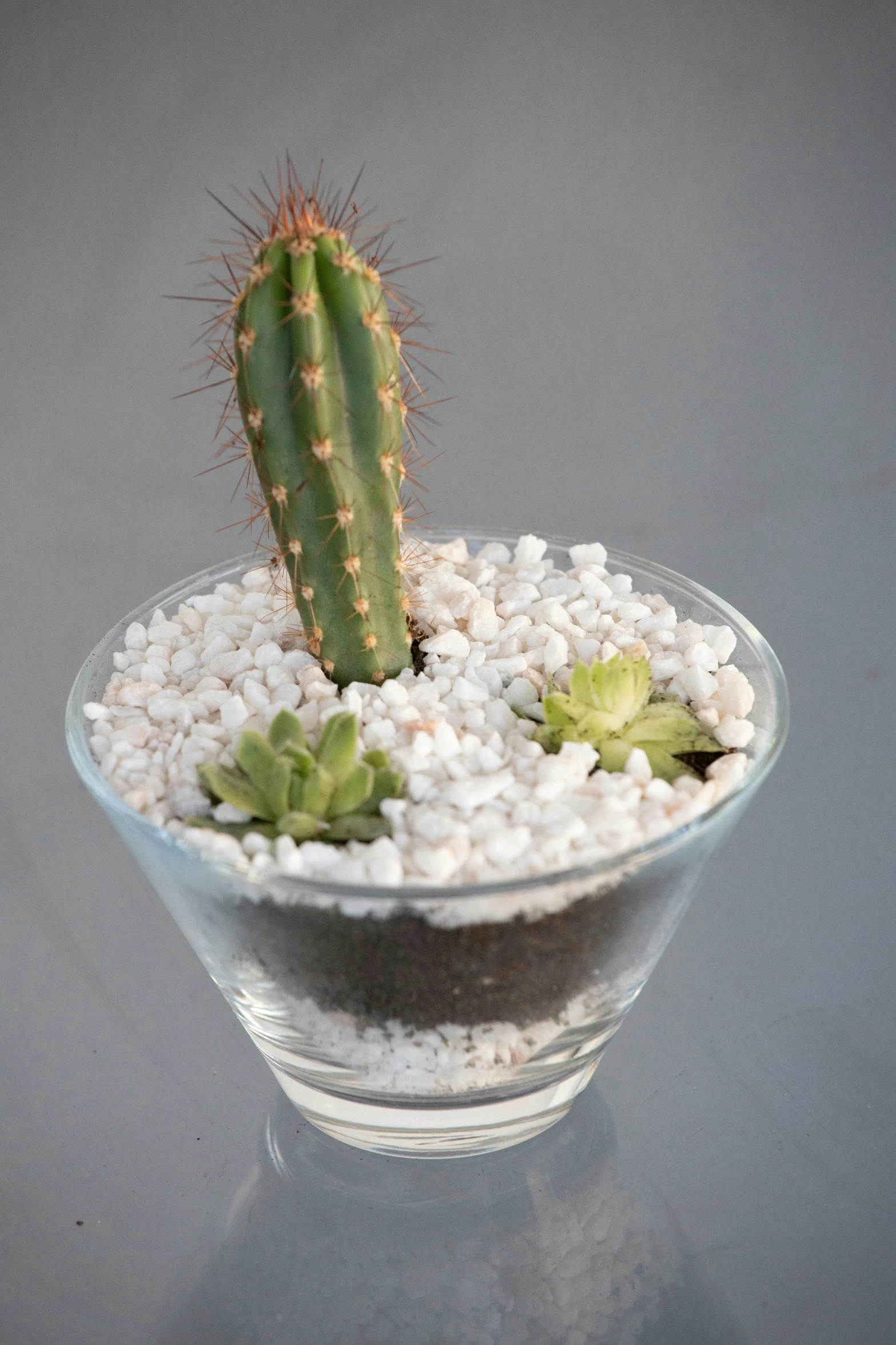 a small cactus is seen in a glass bowl