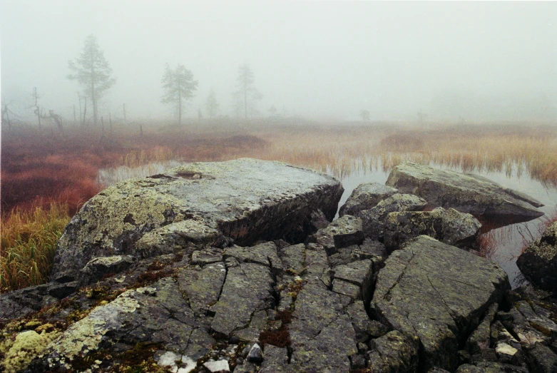 a po of some rocks and plants on a foggy day