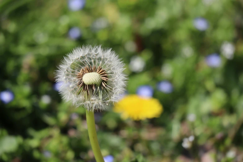 a dandelion has a lot of flowers in front of it