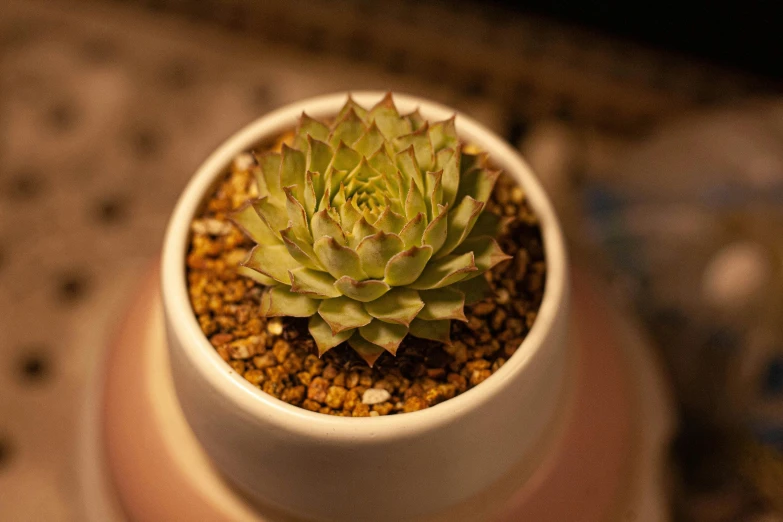 a succulent is growing in a potted plant