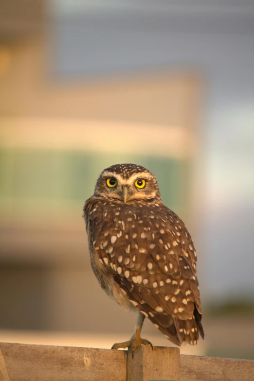 a small bird perched on a post outside