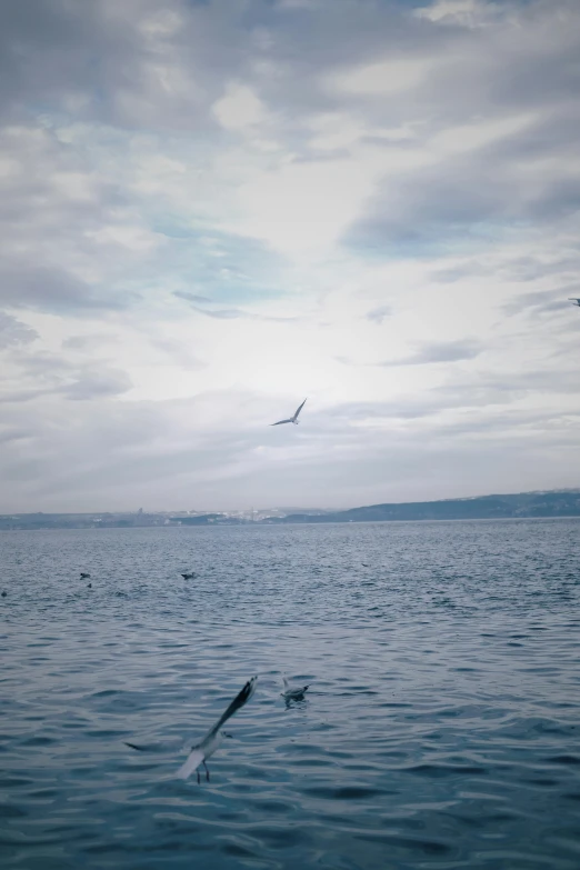 seagulls flying above calm blue water and distant aircraft