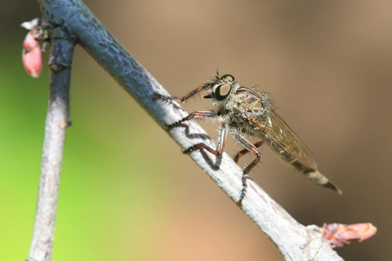 two mosquitoes standing on a thin nch looking for prey