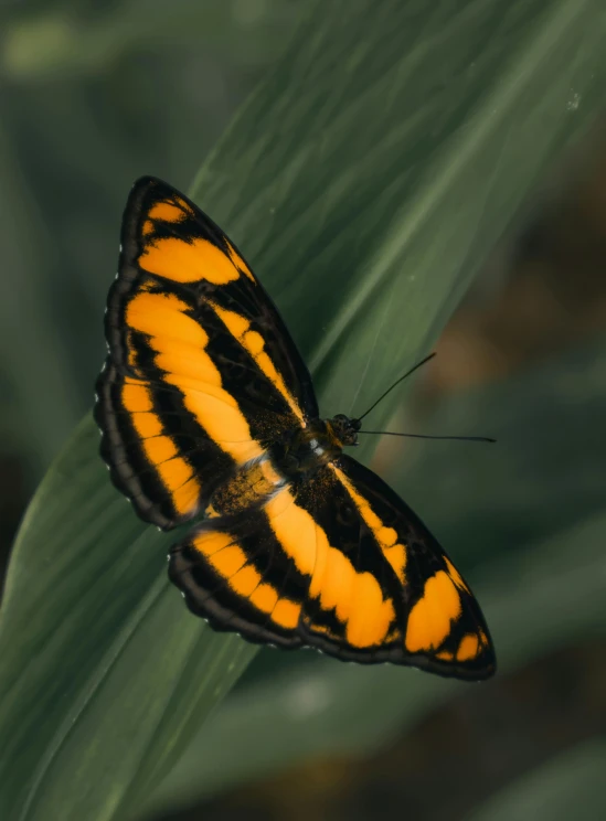 a bright yellow and black erfly sitting on a green leaf