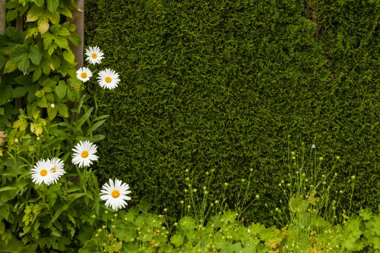 white daisies line up against a very tall shrub