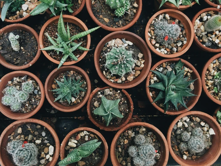 several different potted plants together in a pile