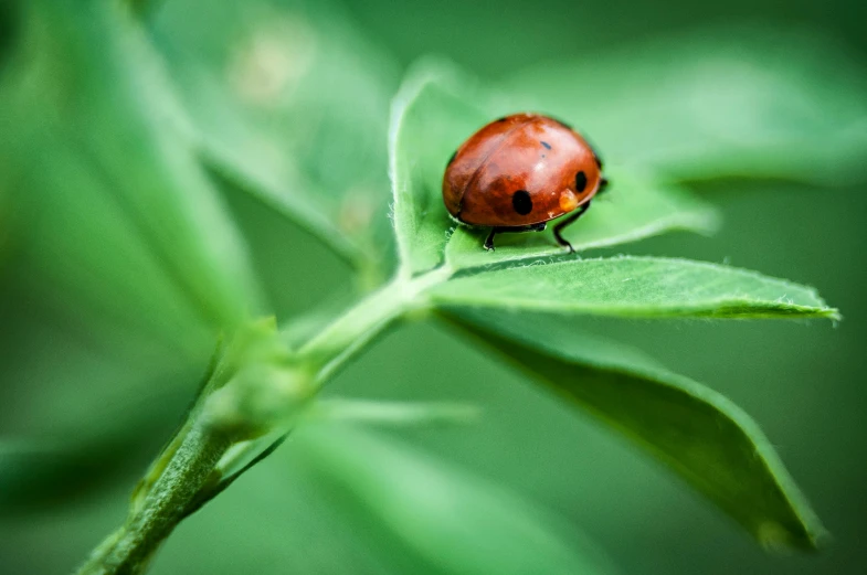 a ladybug is sitting on a green leaf