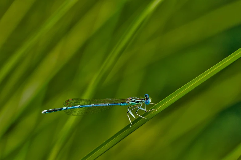 a little blue bug sitting on top of a green blade