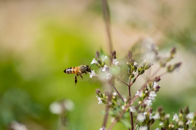 a bum hovering over a white flower next to green grass