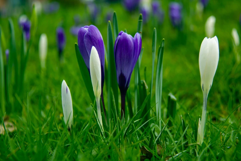 a bunch of purple and white flowers sitting in the grass