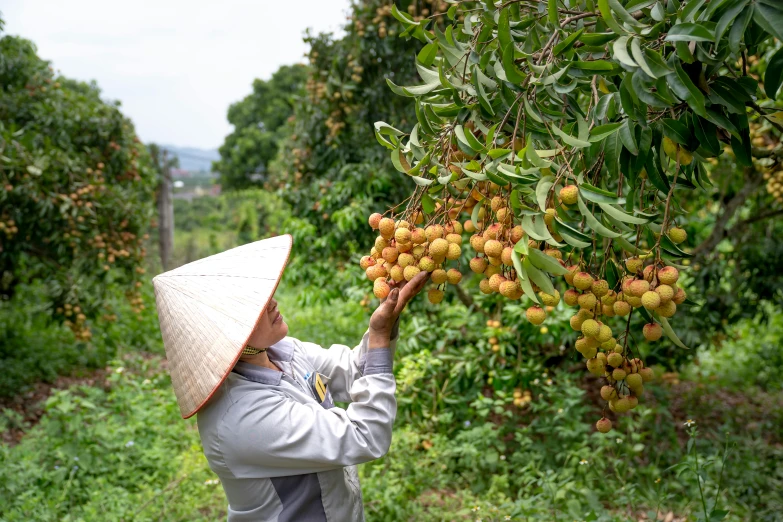 a woman holding a hat and picking fruit off of a tree