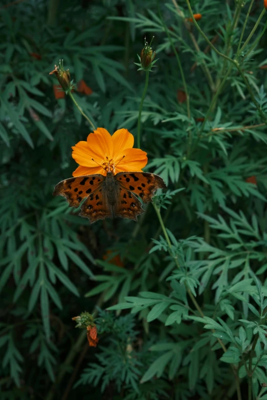 a brown erfly perched on an orange flower