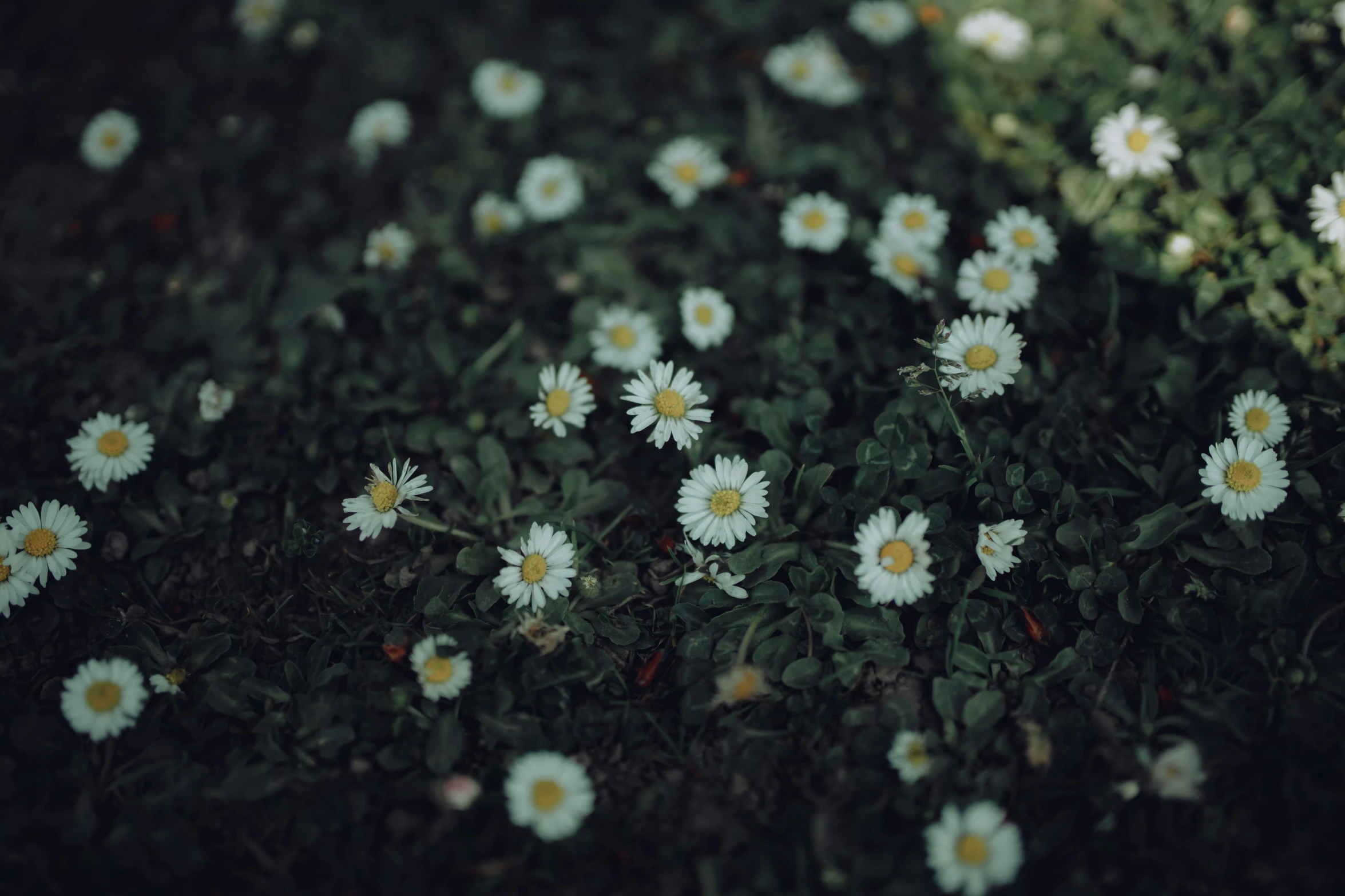 several daisies on the ground in the sun