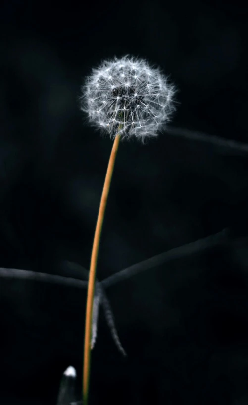 a dandelion that is on a stem with lots of light shining