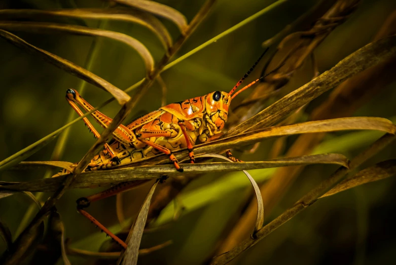 a large orange bug is sitting on top of some green leaves