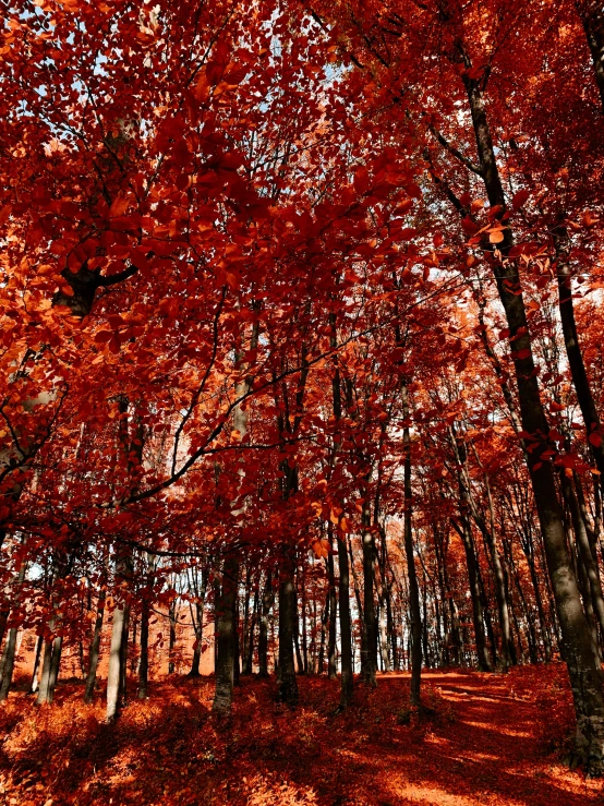 fall colored trees in a forest with the leaves turning