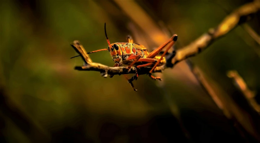 the insect is standing on a nch covered with orange