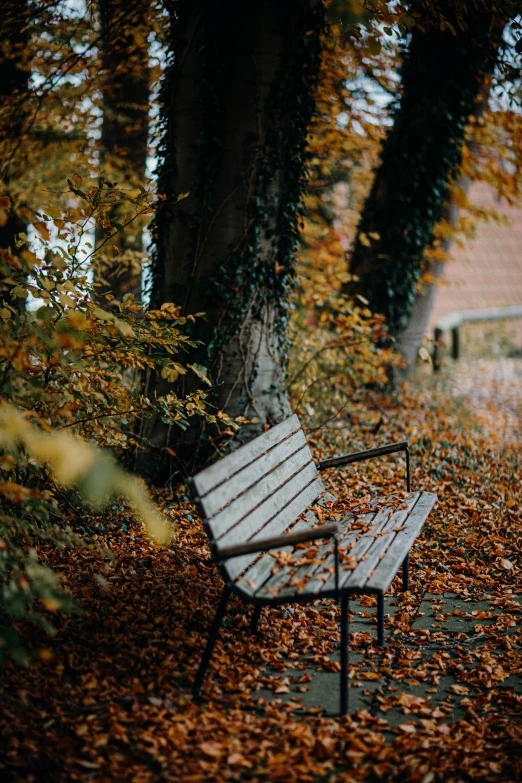 a bench sitting in the middle of leaves