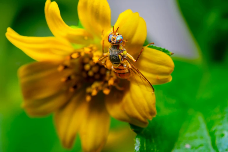 a bee sitting on the center of a yellow flower