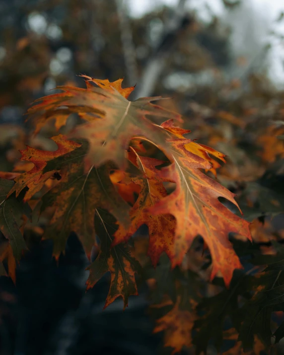 leaves with yellow and brown highlights spread down a tree