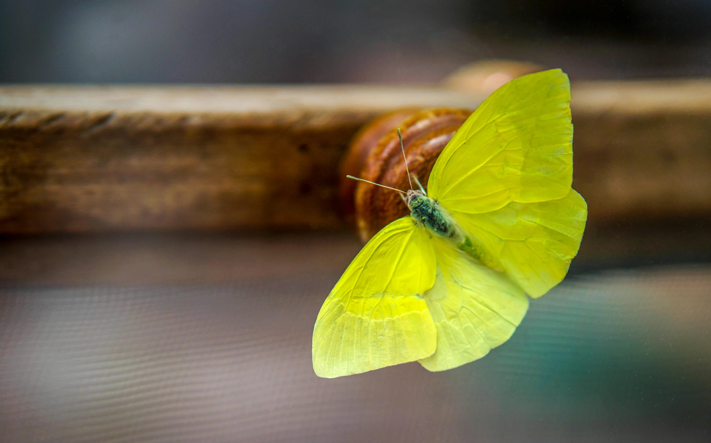 yellow erfly sitting on top of wooden pipe